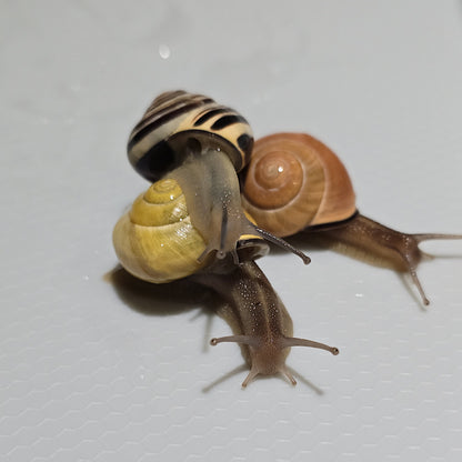 Yellow, Pink ,banded Land Snails for sale