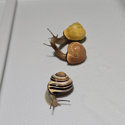 Three Snails Cepaea Nemoralis for sale
