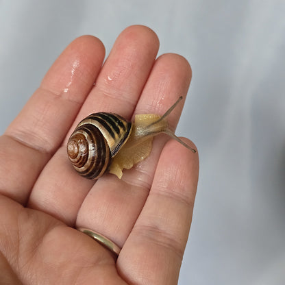 A small striped snail with a brown and cream shell crawling on a person's palm for sale.