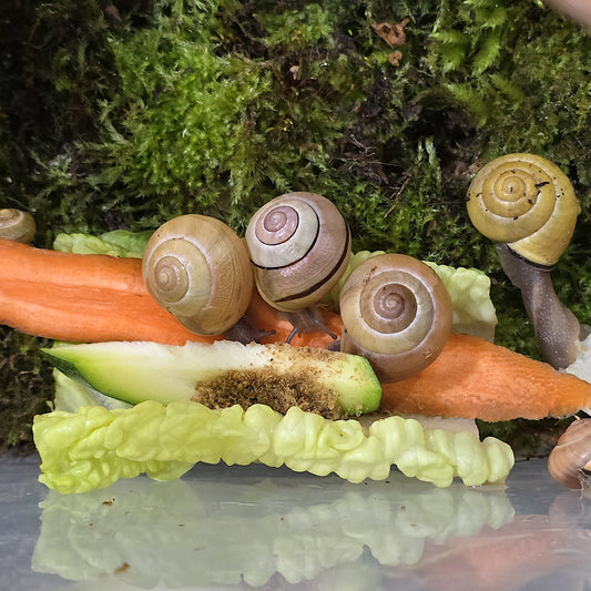 Grove Snail, Cepaea Nemoralis for sale