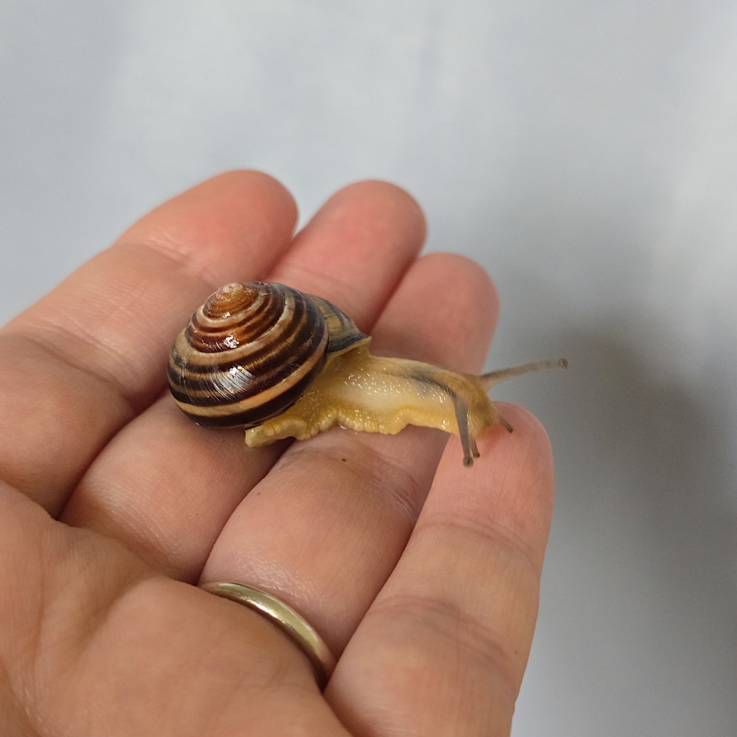 A brown banded and cream striped snail resting on a person's fingers. For sale.