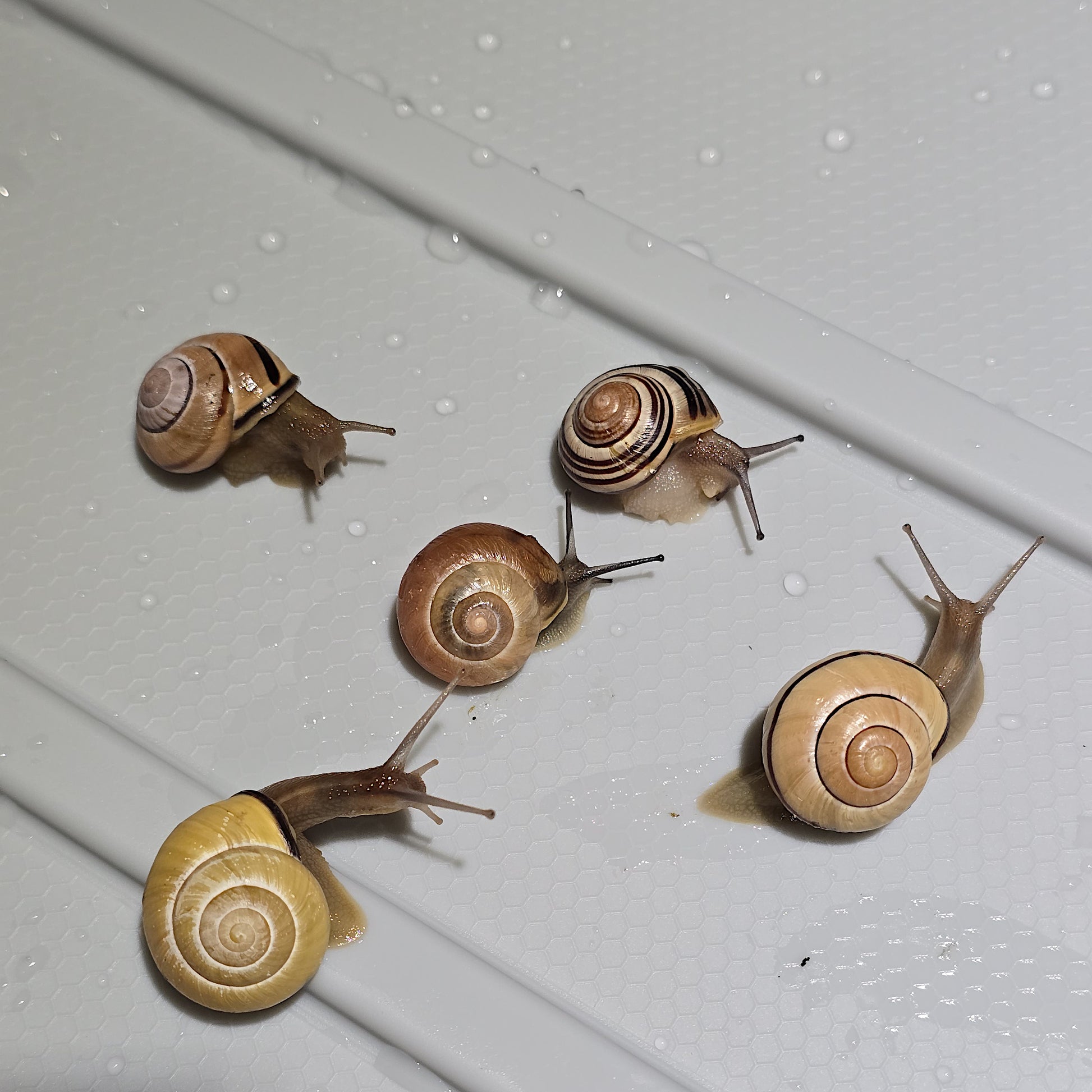 Five snails (Cepaea_nemoralis) for sale.
