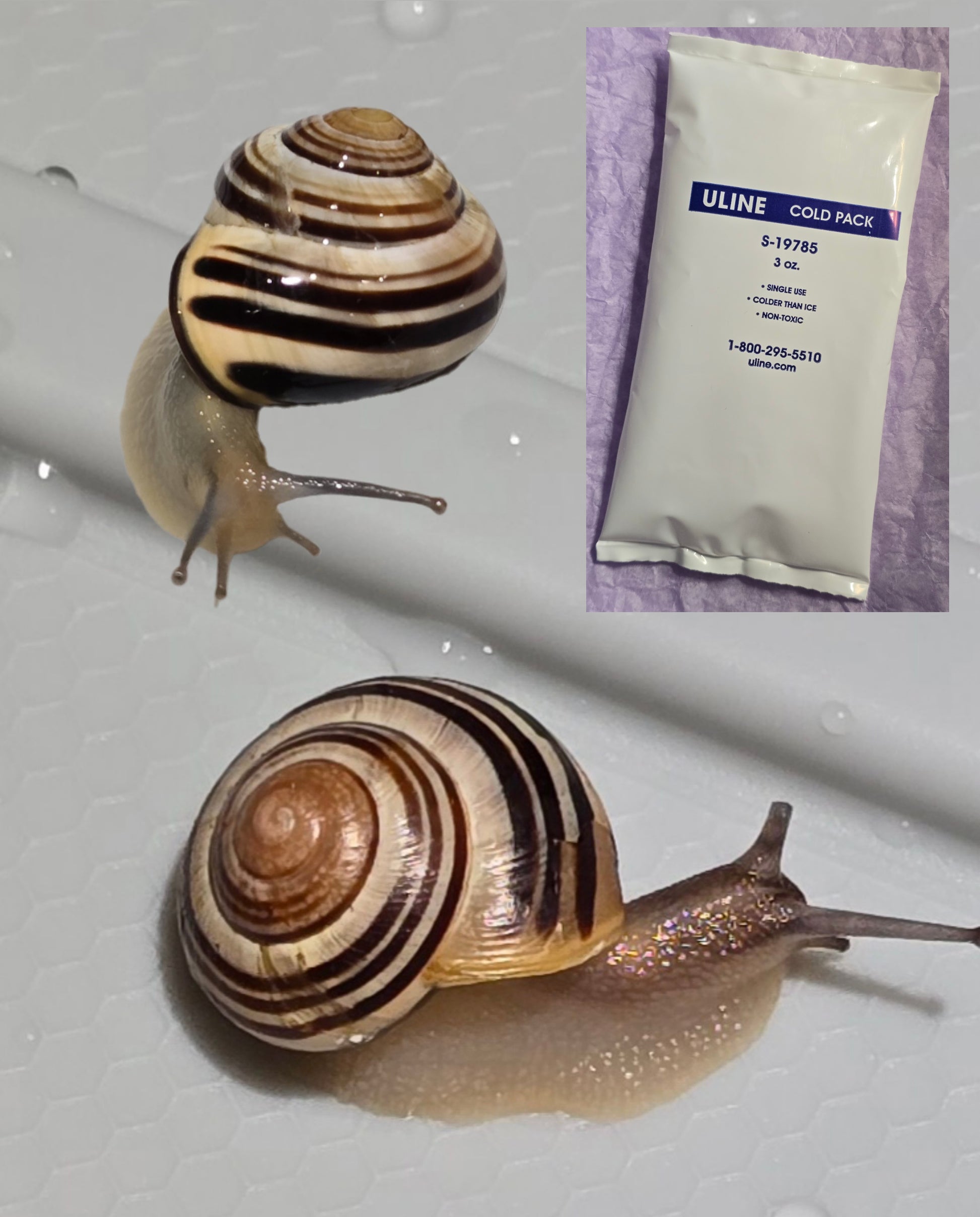Two snails (Cepaea nemoralis). For sale