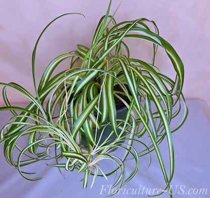 Chlorophytum Comosum "Bonny", Babies, Live Plant, Spider Plant