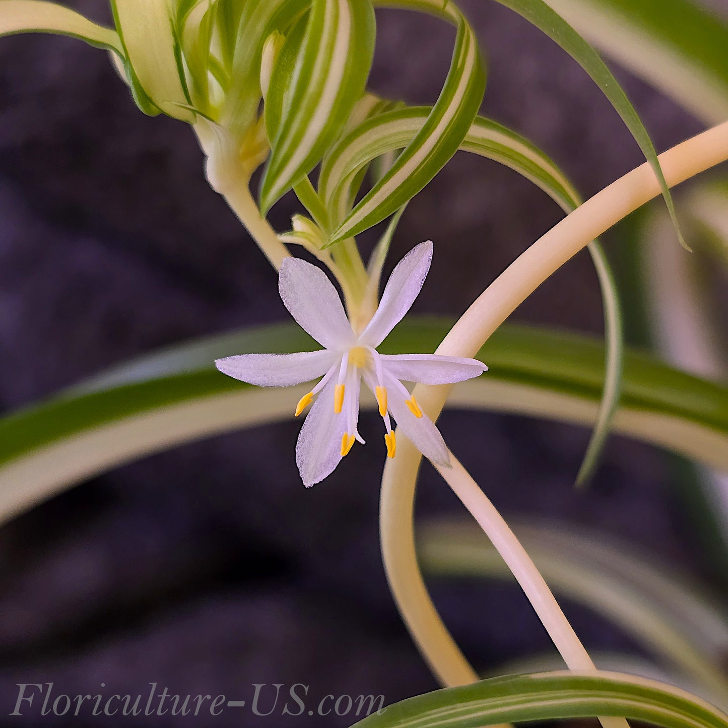 Chlorophytum Comosum "Bonny", Live Plant, Spider Plant