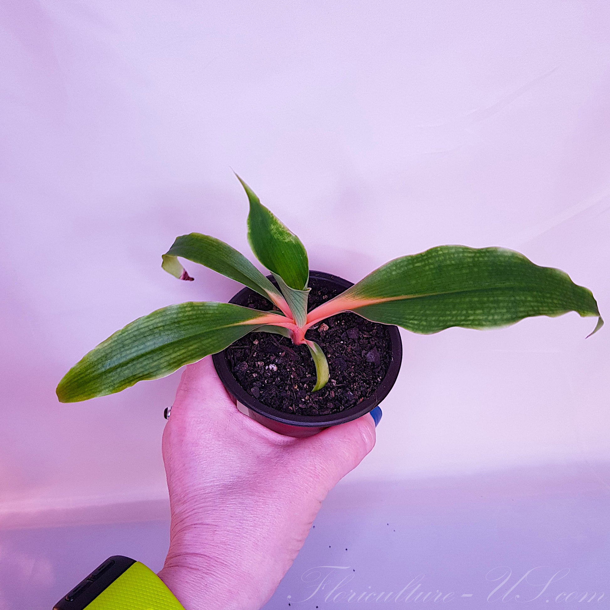 PIANTA DI CHLOROPHYTUM SU VASO CM 12 - Linea Verde PIANTA DI CHLOROPHYTUM SU VASO CM 12 - Linea Verde