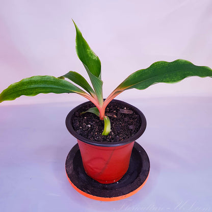 Chlorophytum Orchidastrum (Amaniense), 3.5'', Spider Plant, Live Plant