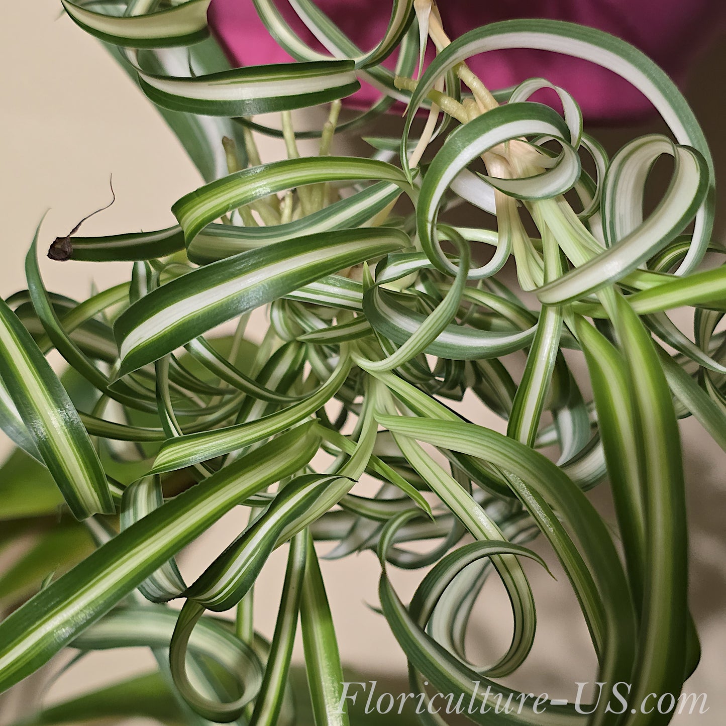 Baby Chlorophytum Comosum 'Bonnie', Spider Plant
