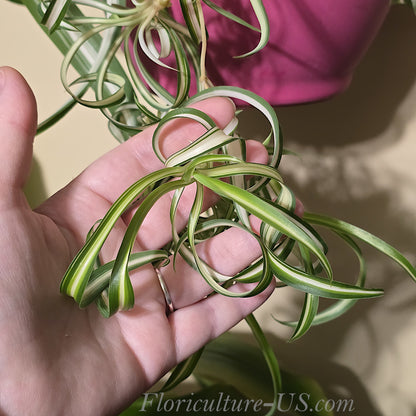 Baby Chlorophytum Comosum 'Bonnie', Spider Plant