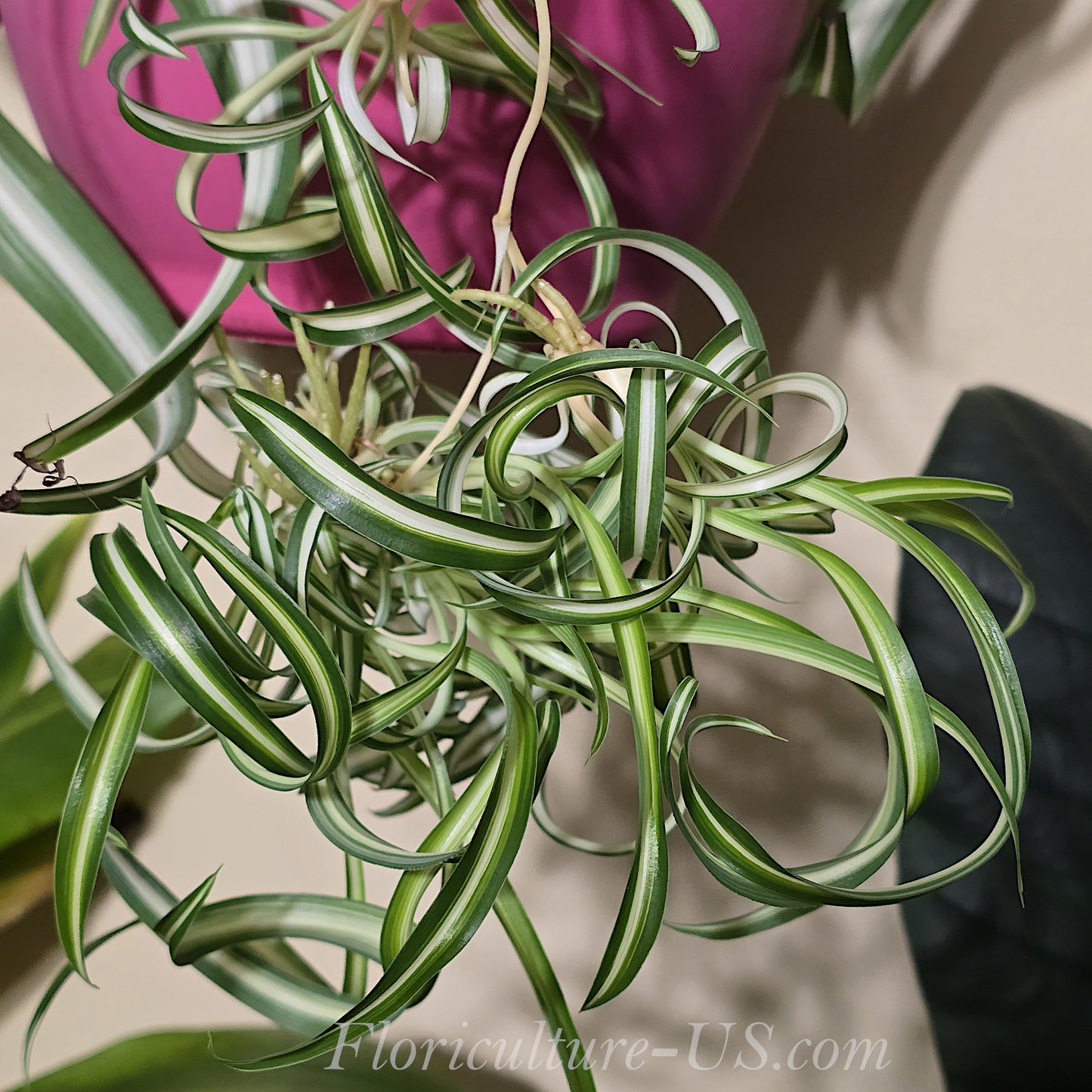 Baby Chlorophytum Comosum 'Bonnie', Spider Plant