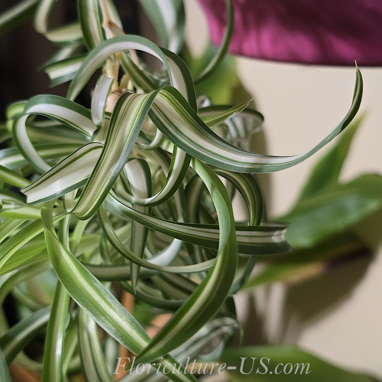 Baby Chlorophytum Comosum 'Bonnie', Spider Plant