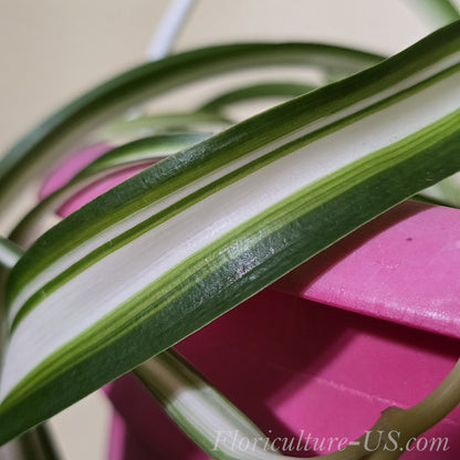 Baby Chlorophytum Comosum 'Bonnie', Spider Plant
