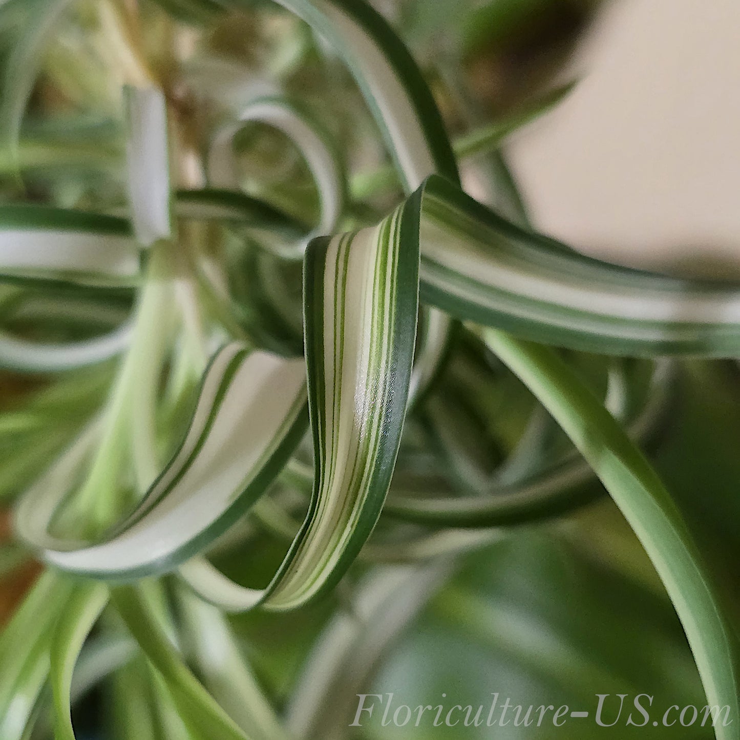 Baby Chlorophytum Comosum 'Bonnie', Spider Plant