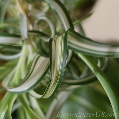 Baby Chlorophytum Comosum 'Bonnie', Spider Plant