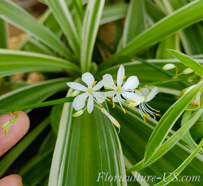 Chlorophytum Comosum "Irish", 6'', Live Plant, Spider Plant