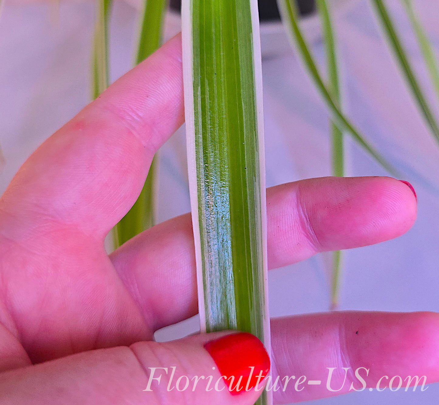 Chlorophytum Comosum "Irish", 6'', Live Plant, Spider Plant