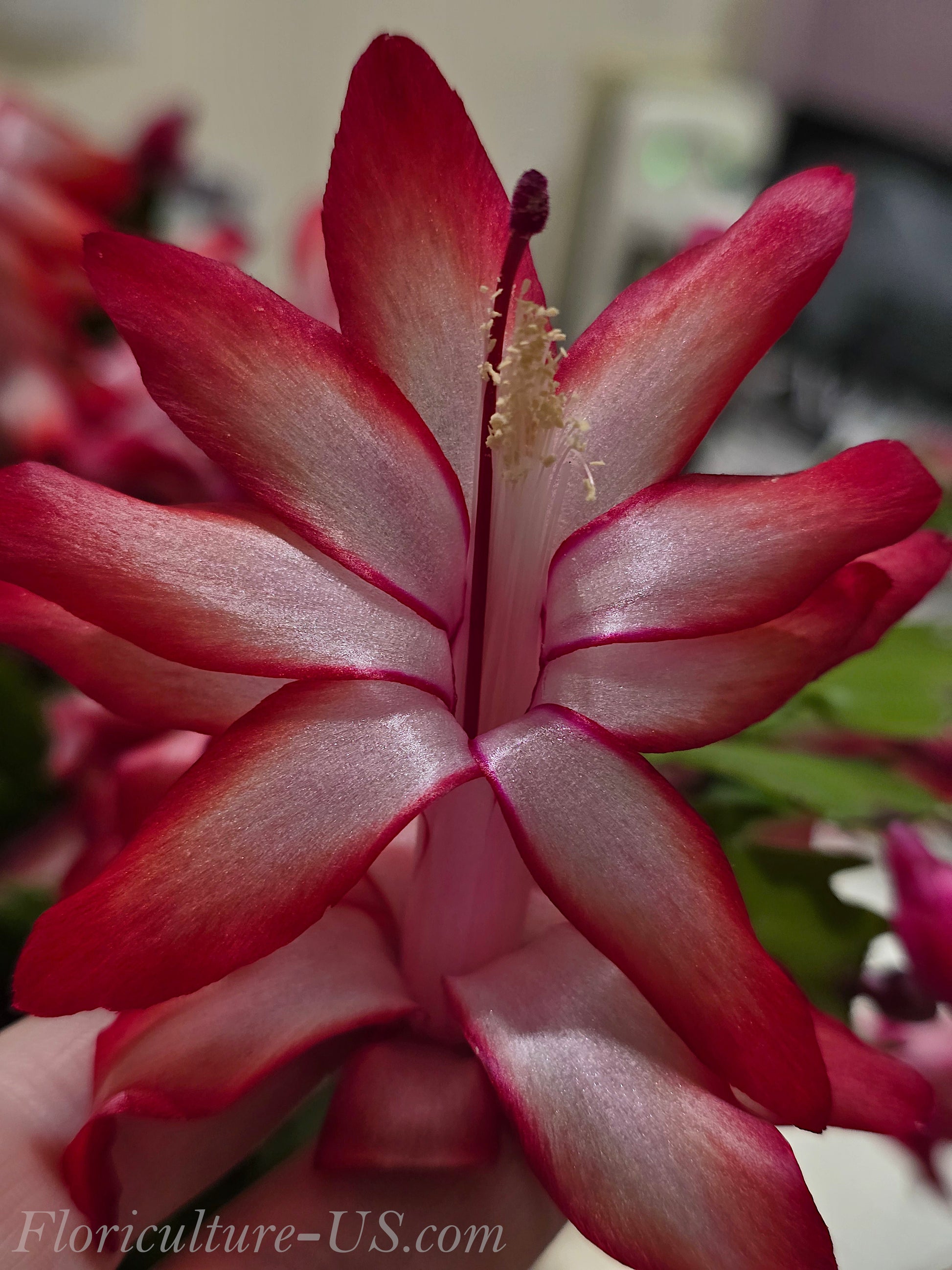 Schlumbergera Bridgesii 'Crimson Flame', Christmas Cactus