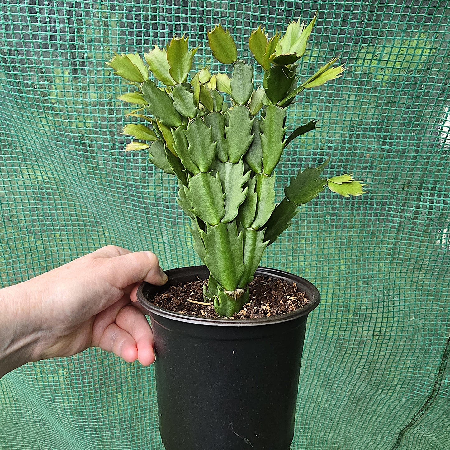 Schlumbergera Bridgesii 'Crimson Flame', Christmas Cactus
