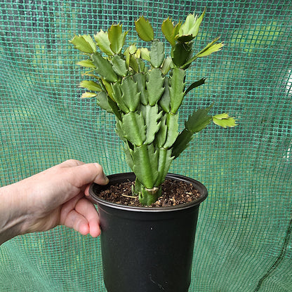 Schlumbergera Bridgesii 'Crimson Flame', Christmas Cactus