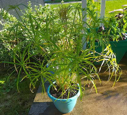 Cyperus Alternifolius "Baby Tut", Cuttings, Umbrella Plant, Dwarf Papyrus Grass