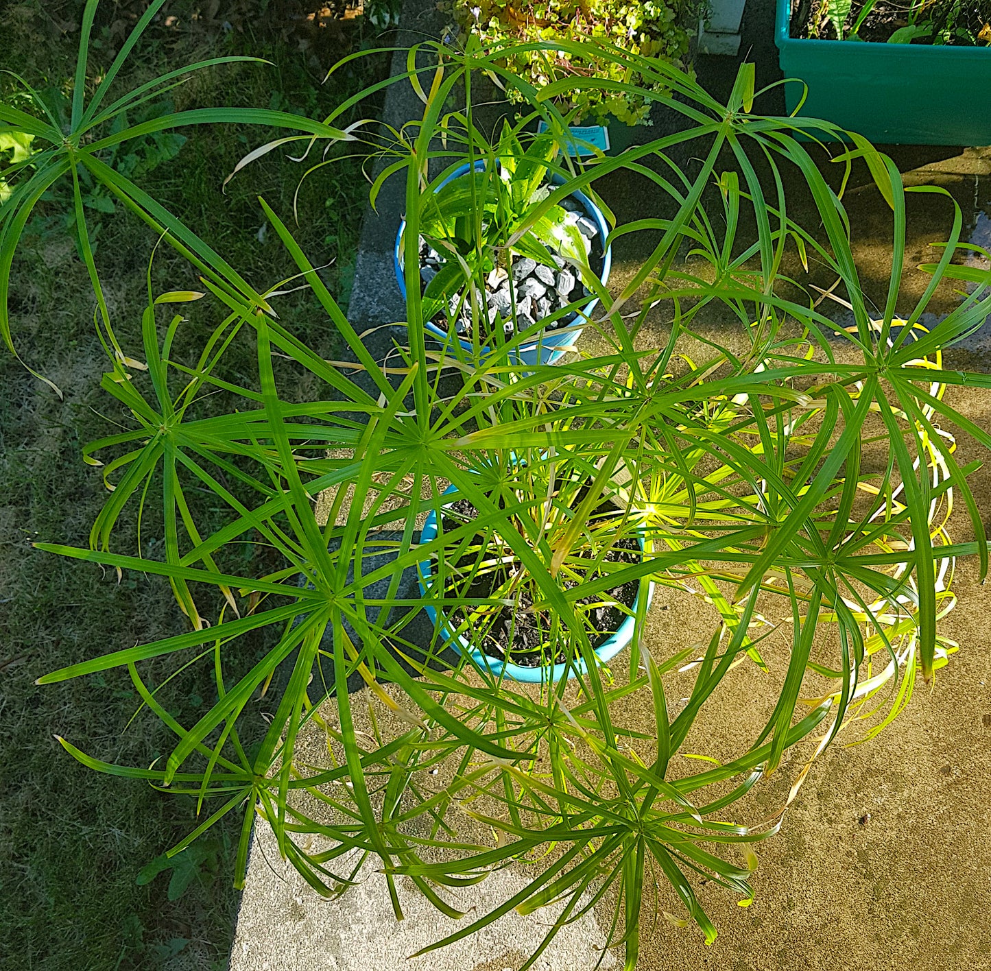 Cyperus Alternifolius "Baby Tut", Cuttings, Umbrella Plant, Dwarf Papyrus Grass