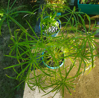 Cyperus Alternifolius "Baby Tut", Cuttings, Umbrella Plant, Dwarf Papyrus Grass