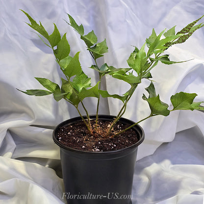 Cyrtomium Falcatum, Japanese Holly Fern