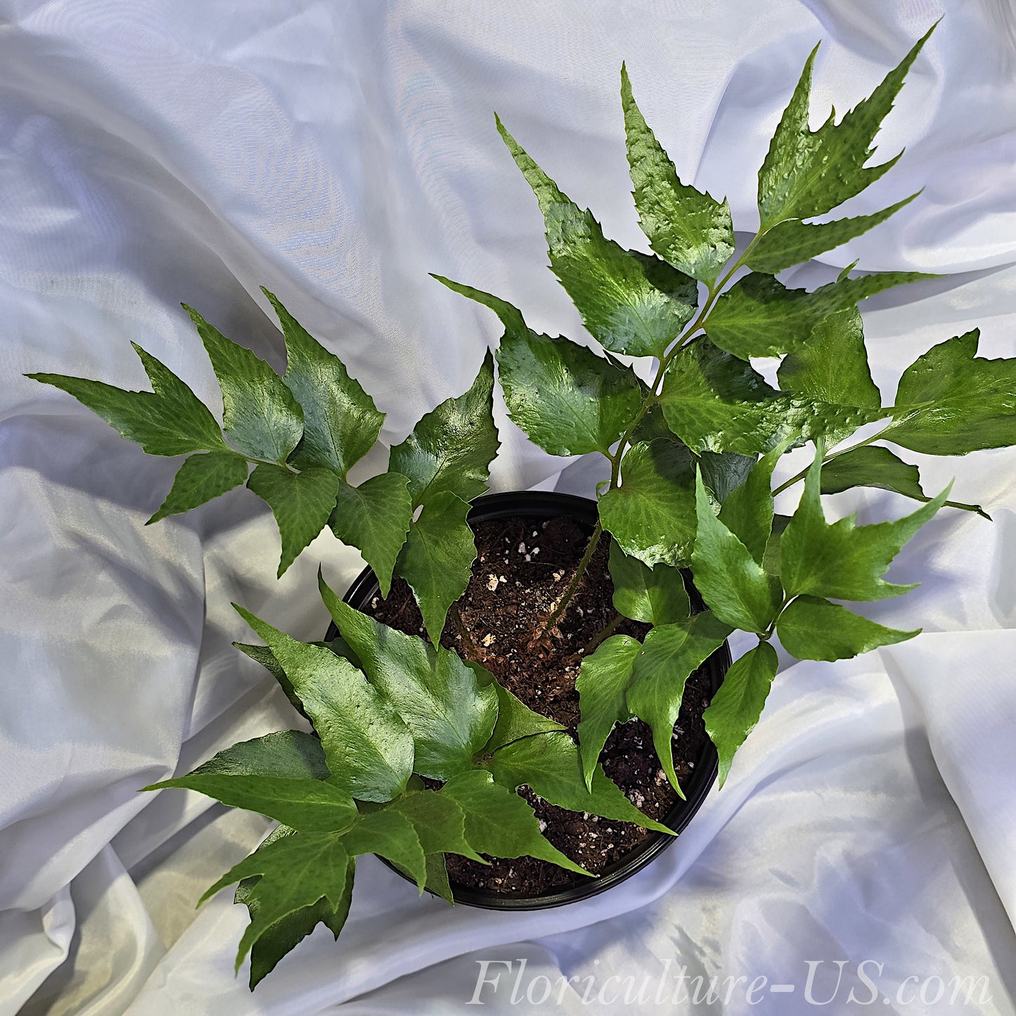 Cyrtomium Falcatum, Japanese Holly Fern for sale