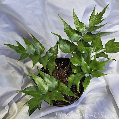Cyrtomium Falcatum, Japanese Holly Fern for sale