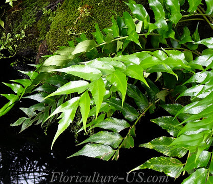 Cyrtomium Falcatum, Japanese Holly Fern