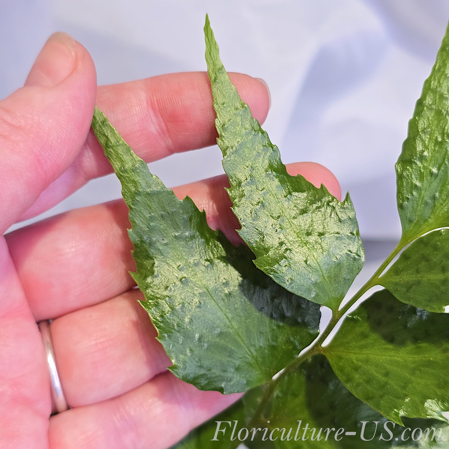 Cyrtomium Falcatum, Japanese Holly Fern. Leaves Fern