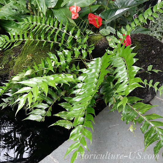 Cyrtomium Falcatum, Japanese Holly Fern