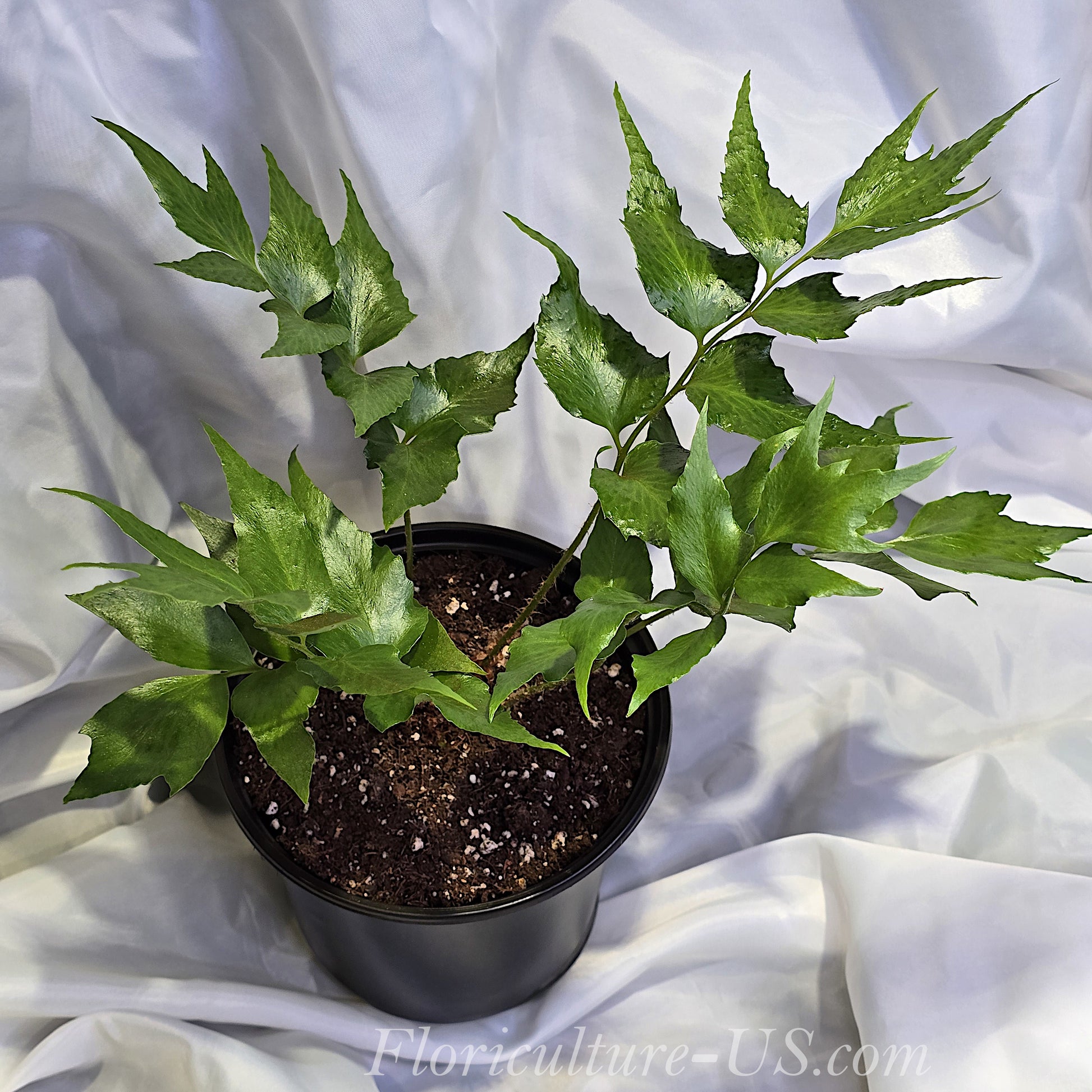 Cyrtomium Falcatum, Japanese Holly Fern