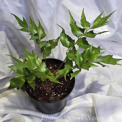 Cyrtomium Falcatum, Japanese Holly Fern
