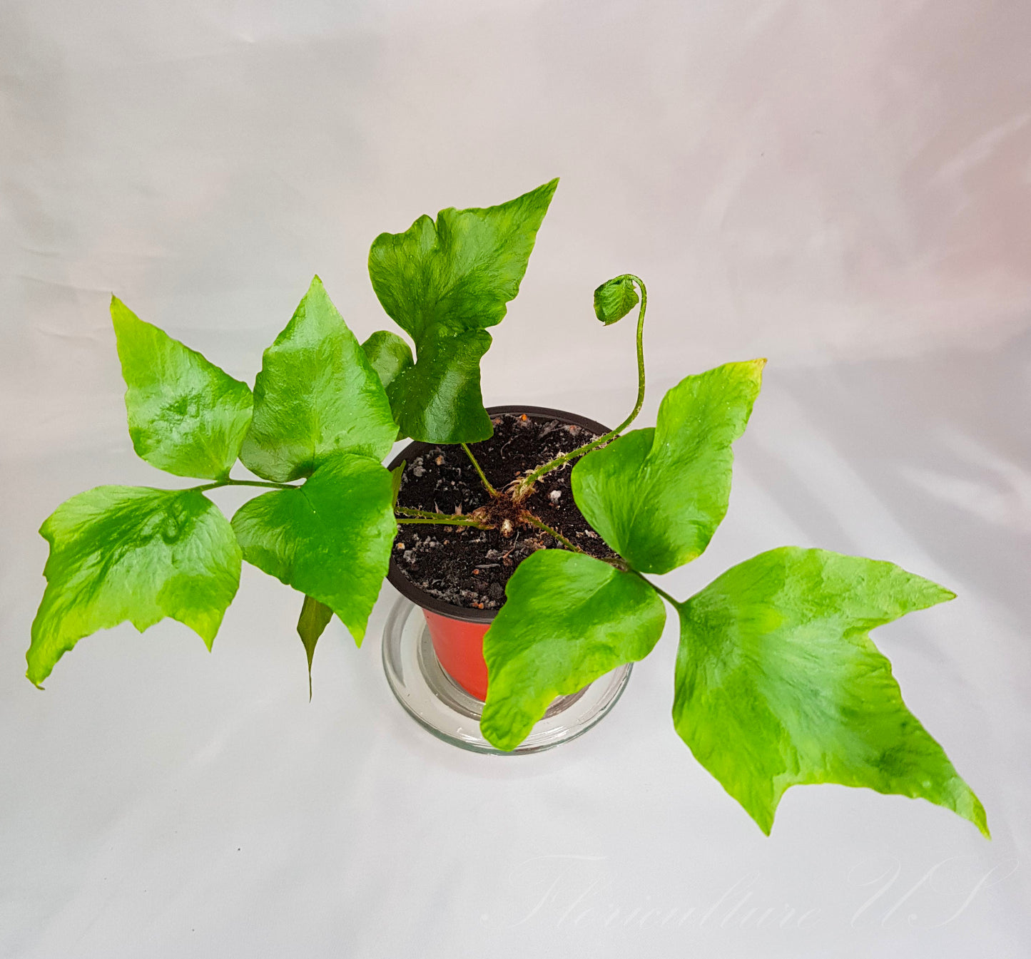 Cyrtomium Falcatum, Japanese Holly Fern