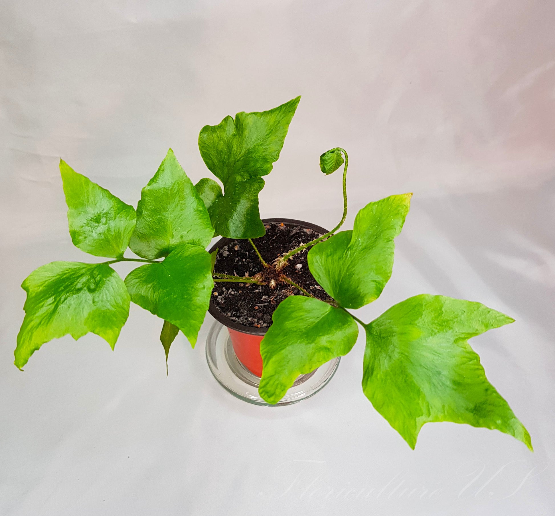 Cyrtomium Falcatum, Japanese Holly Fern