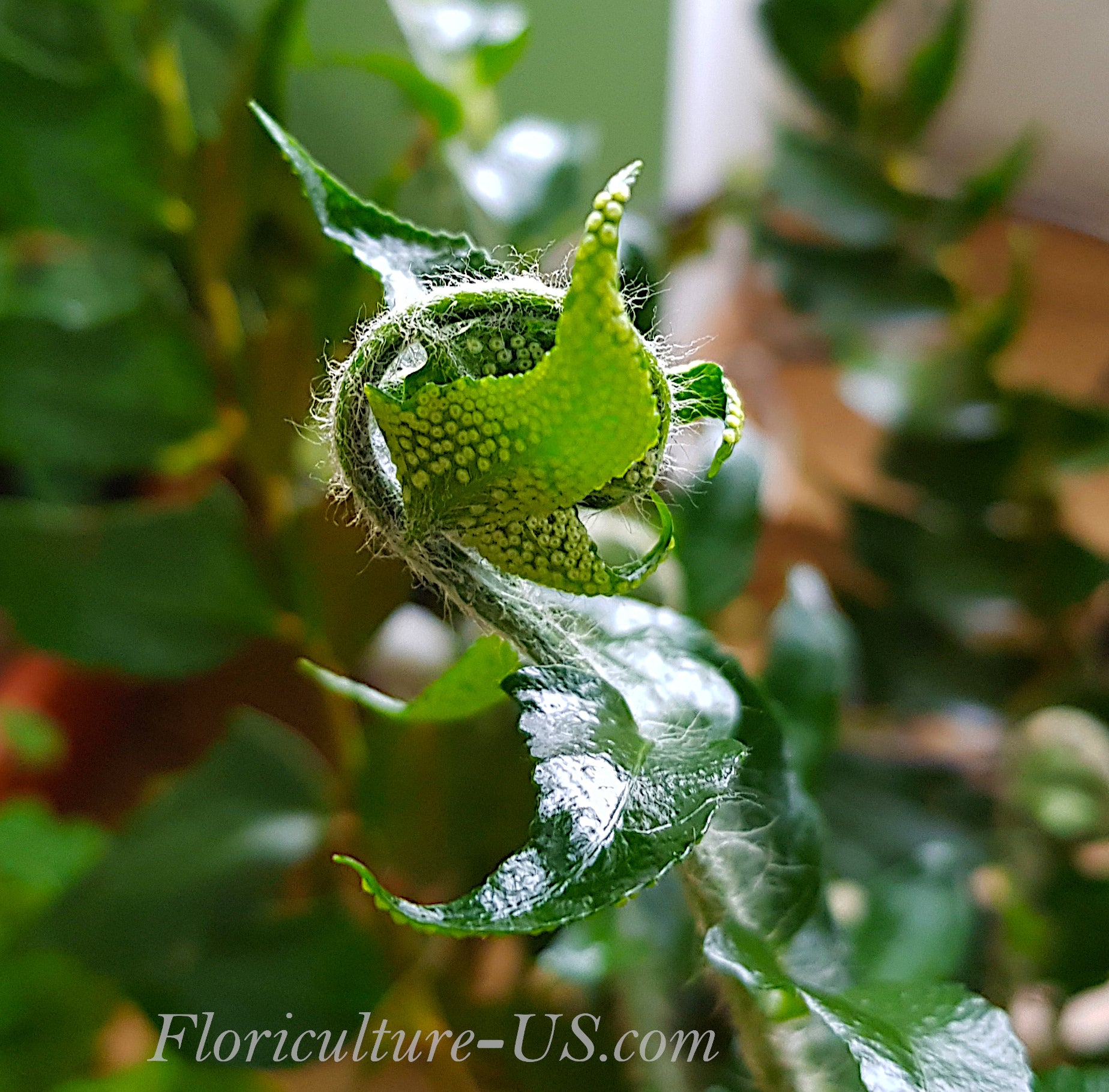 Cyrtomium Falcatum, Japanese Holly Fern. Glossy dark green frond