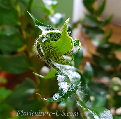 Cyrtomium Falcatum, Japanese Holly Fern. Glossy dark green frond