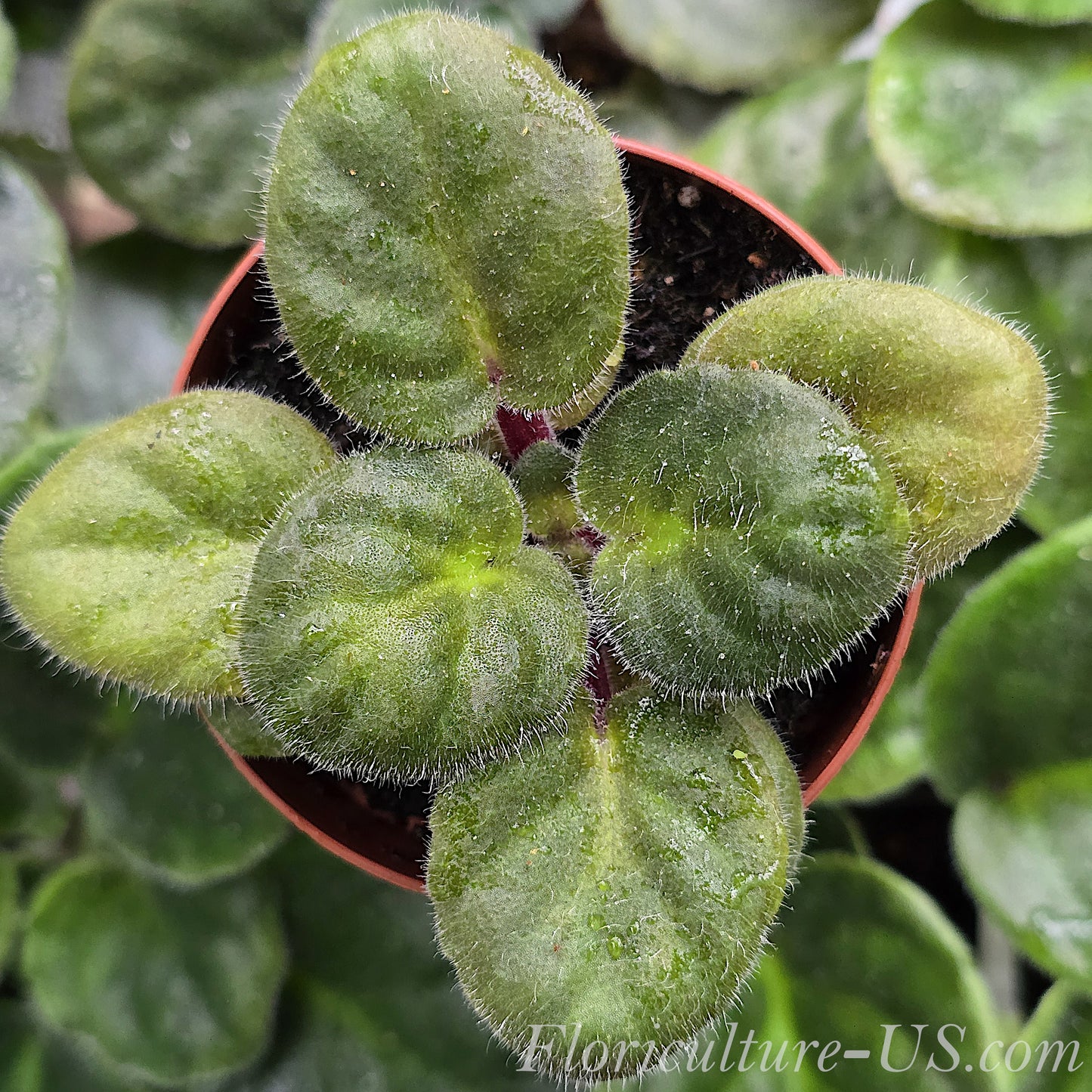 Dark Purple African Violet Starter, Saintpaulia