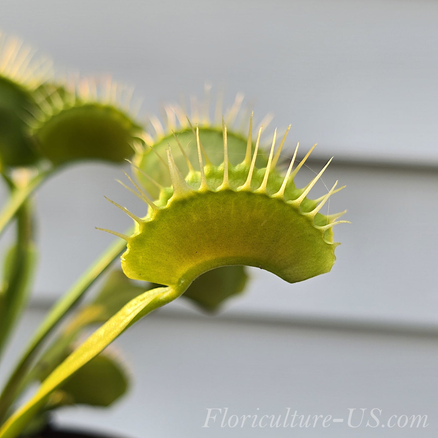 Dionaea muscipula, Venus flytrap