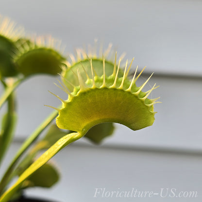 Dionaea muscipula, Venus flytrap