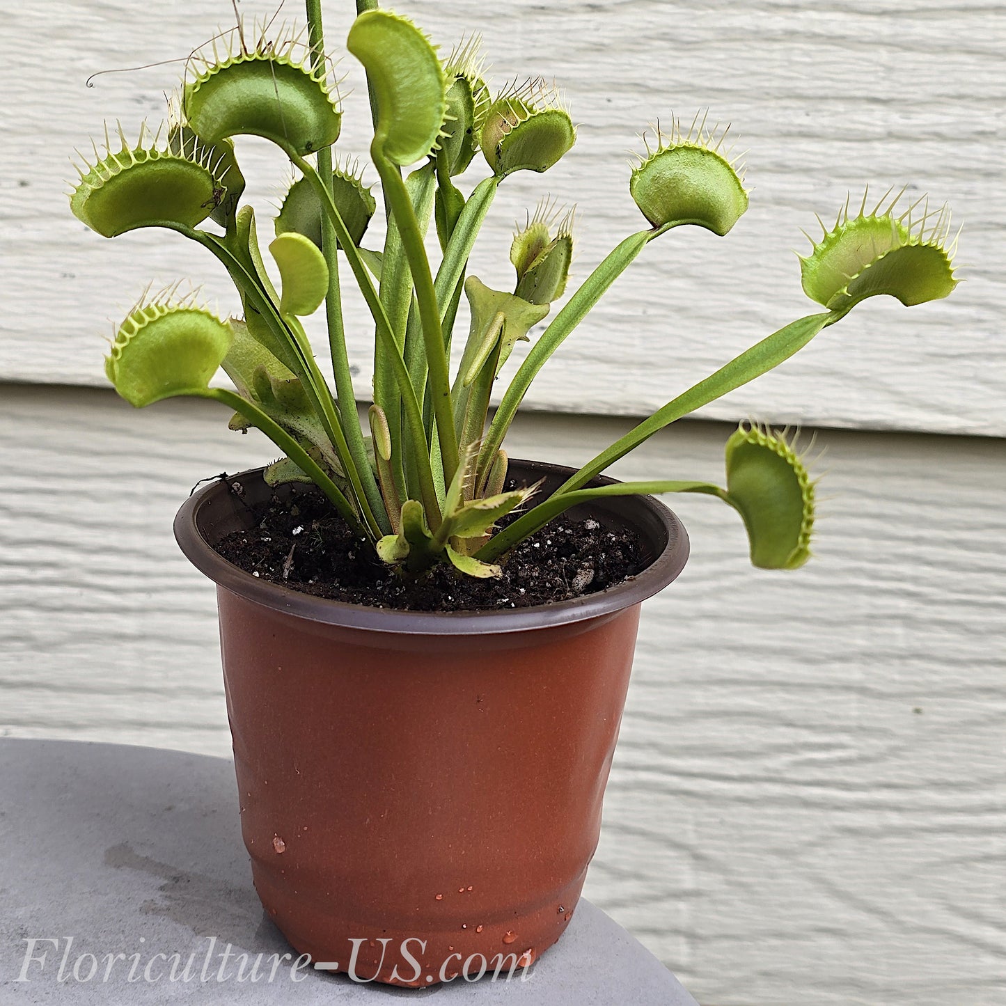 Dionaea muscipula, Venus flytrap, Carnivores Plant