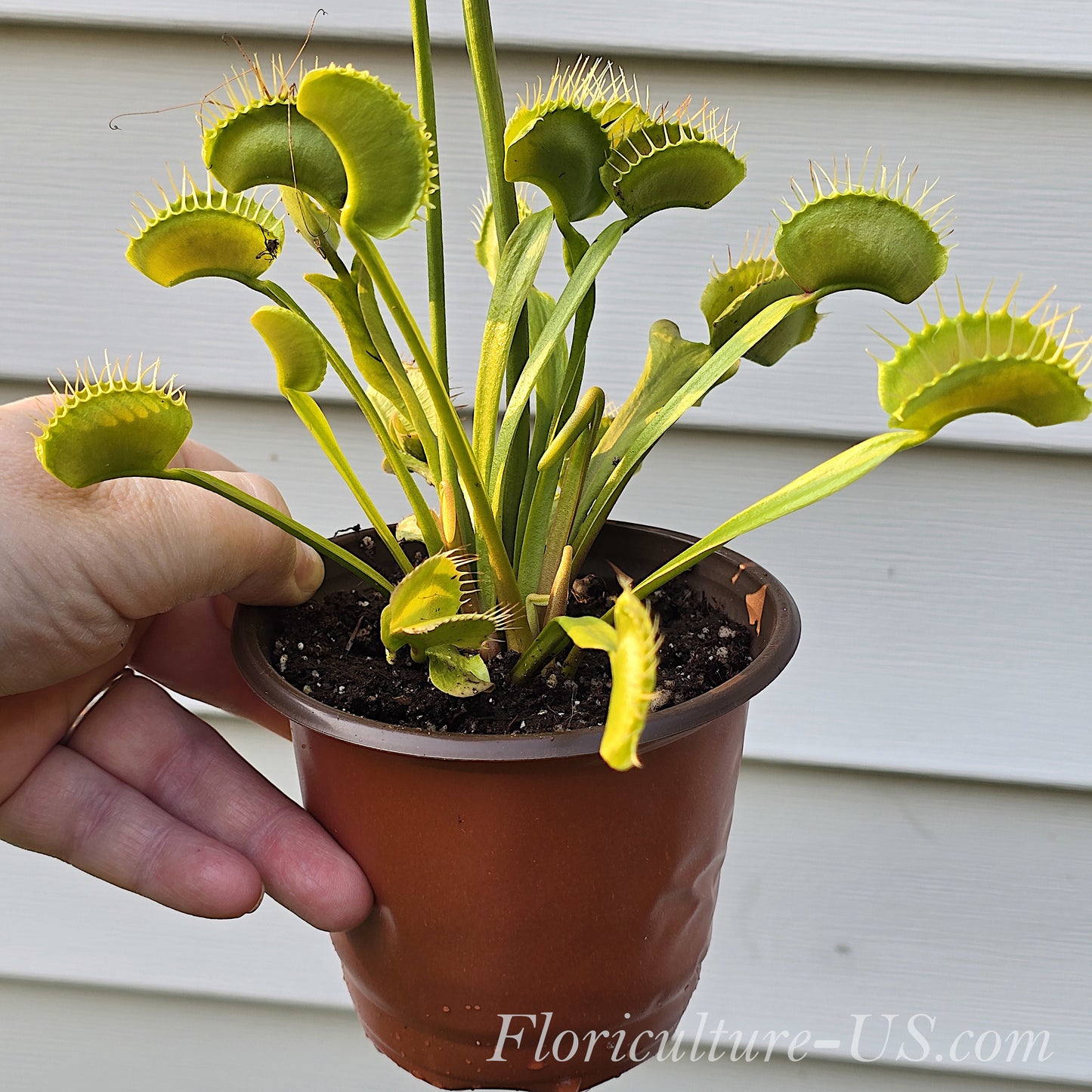 Dionaea muscipula, Venus flytrap for sale