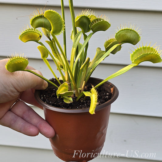 Dionaea muscipula, Venus flytrap for sale