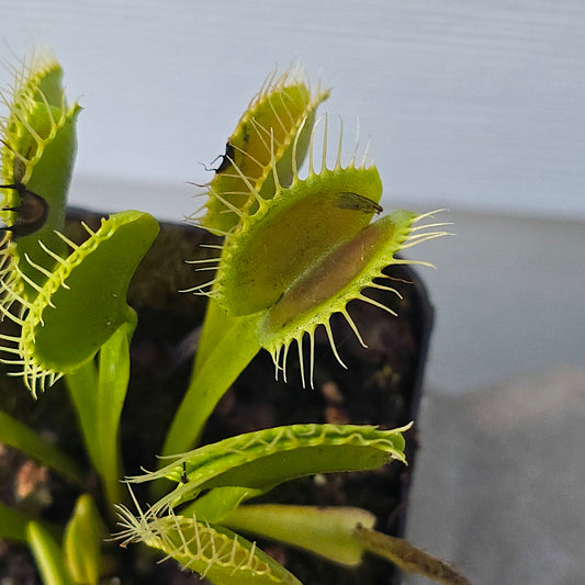 Dionaea muscipula, 2'', Venus flytrap, Live Plant