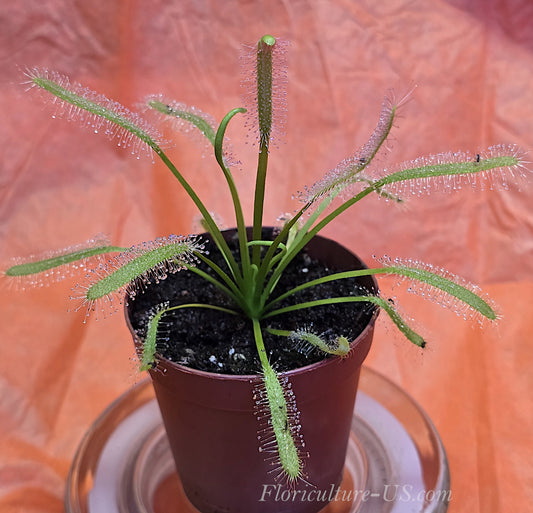 Drosera Capensis "Alba", Sundew for sale