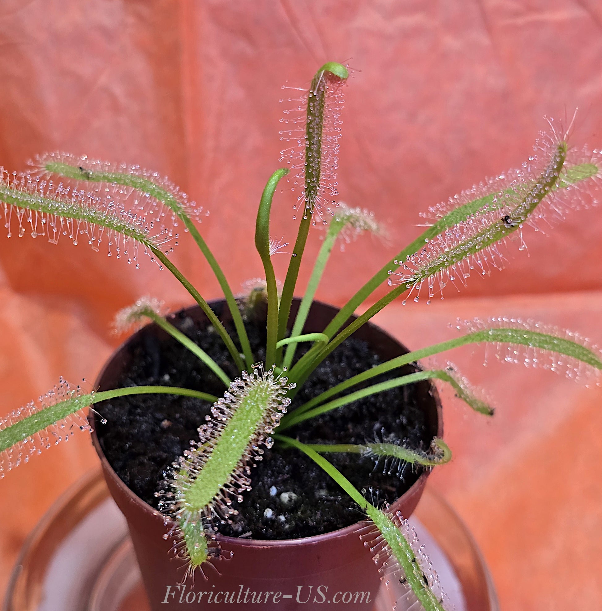 Drosera Capensis "Alba", Sundew