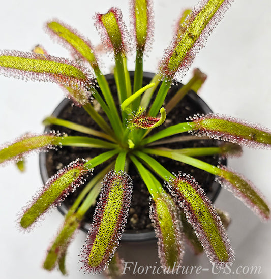 20+ Seeds Drosera Capensis 'Wide leaf', Sundew