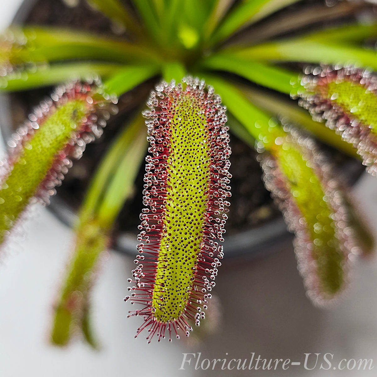Close-up of Cape Sundew Wide Leaf with sticky dew drops.