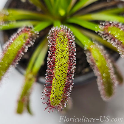 Close-up of Cape Sundew Wide Leaf with sticky dew drops.